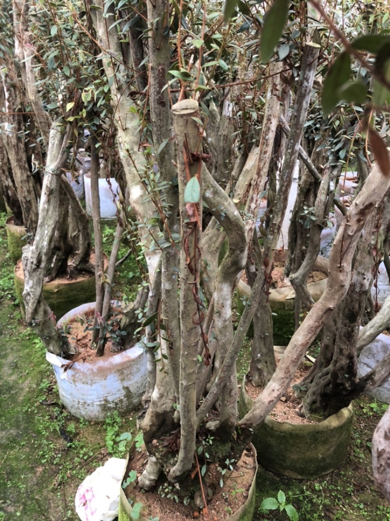 杜鹃绿化征地桩