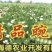 豌豆角大量上市南阳种植基地直发质量保证！