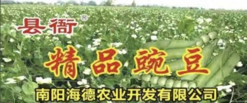 豌豆角大量上市南阳种植基地直发质量保证！