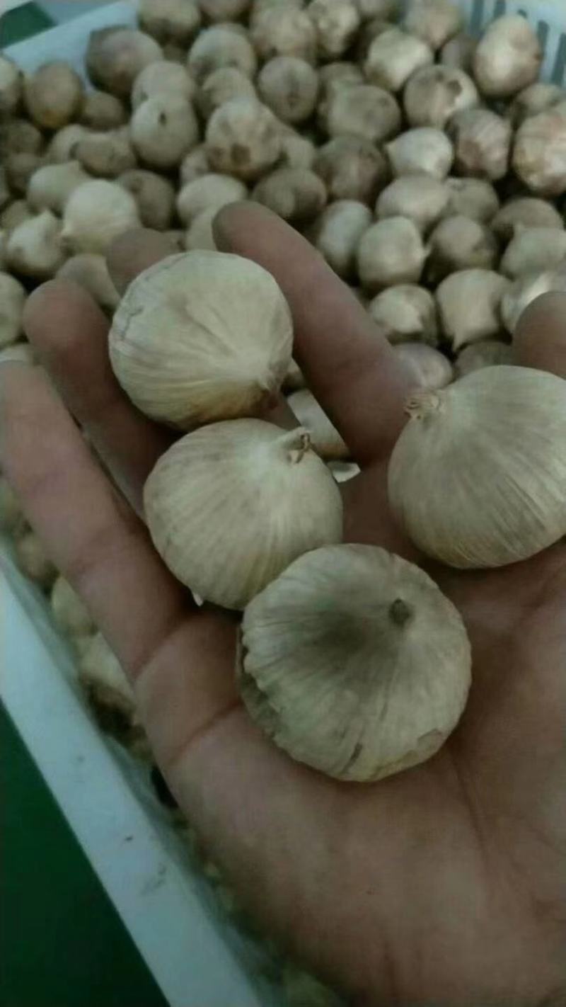山东省玛丽亚食品2021年一级独头养生黑蒜
