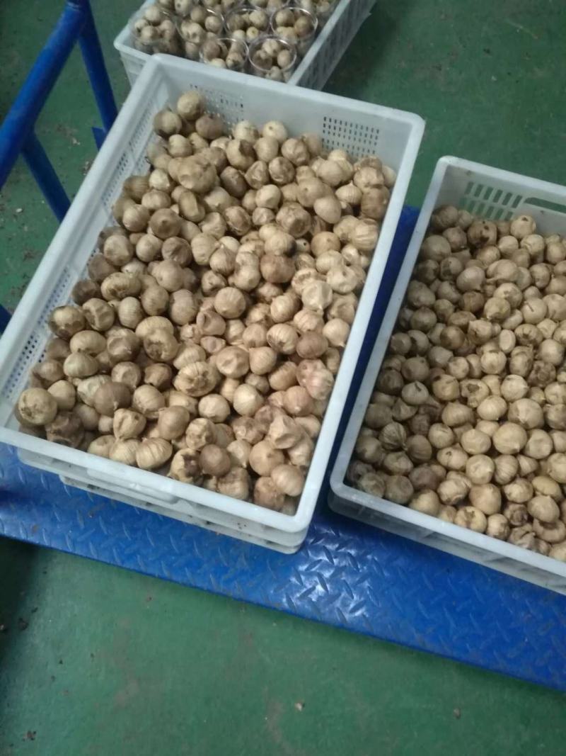 山东省玛丽亚食品2021年一级独头养生黑蒜