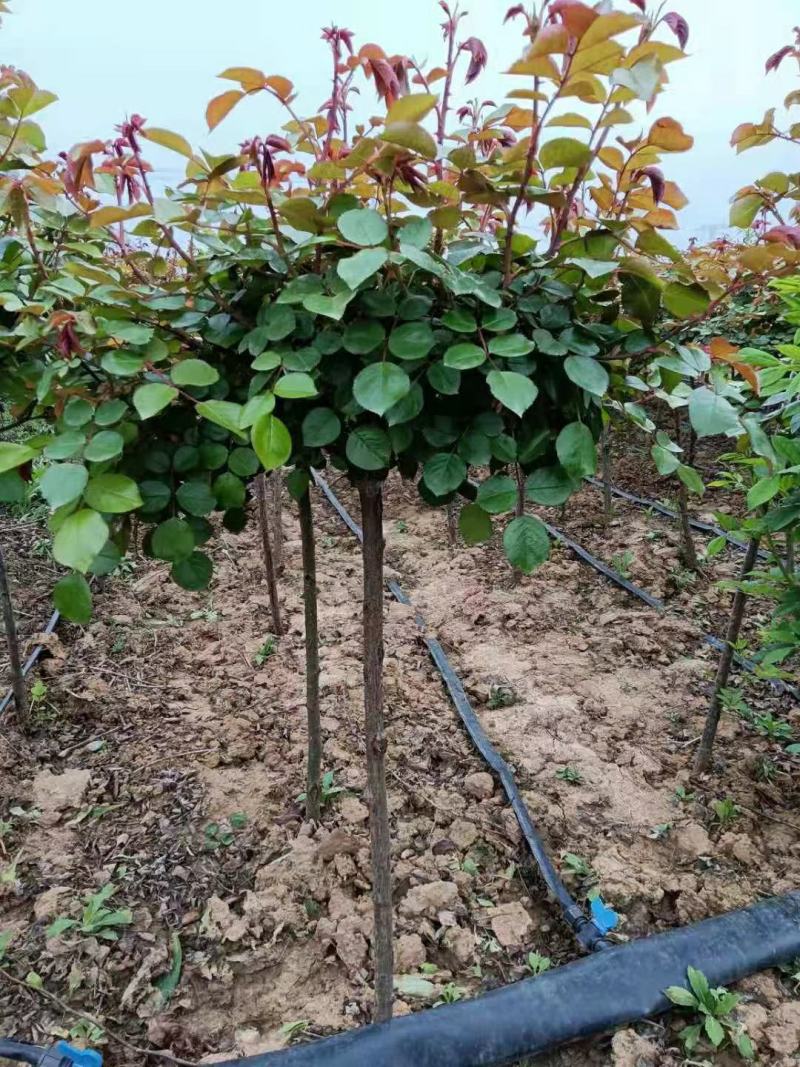 树状月季欧月棒棒糖月季