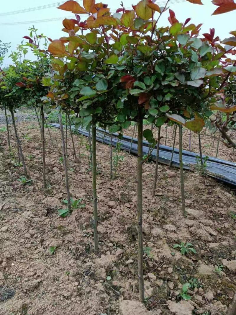 树状月季欧月棒棒糖月季