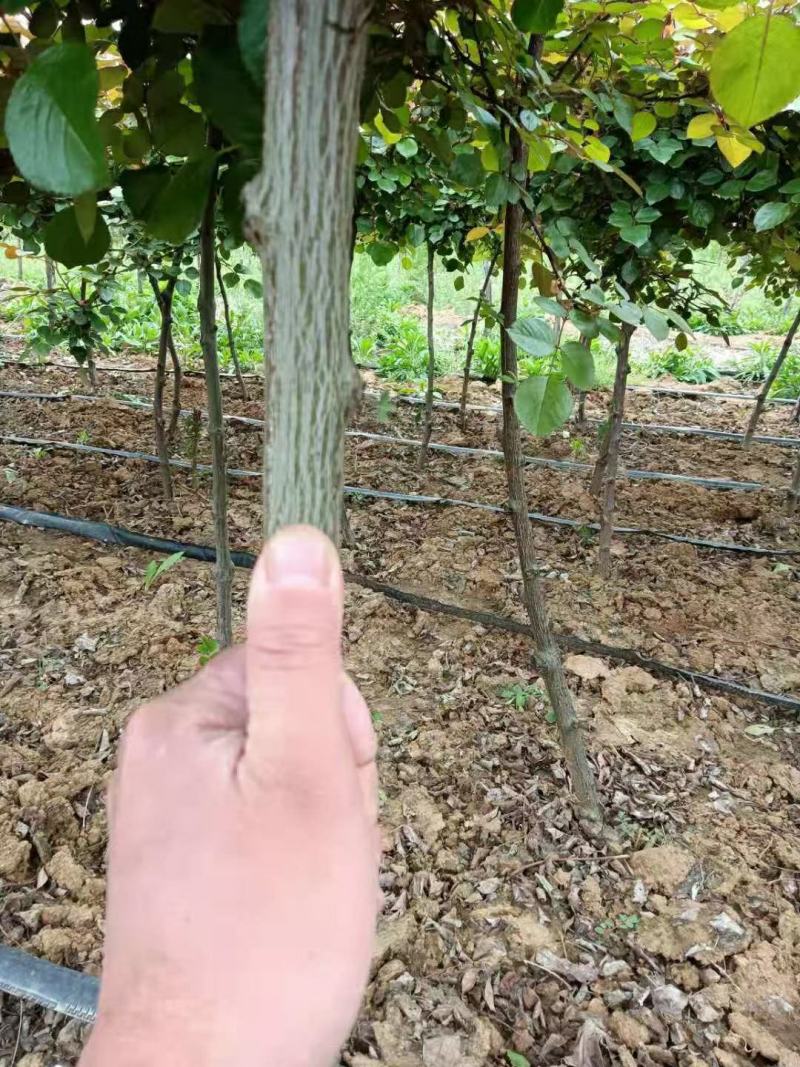 树状月季欧月棒棒糖月季