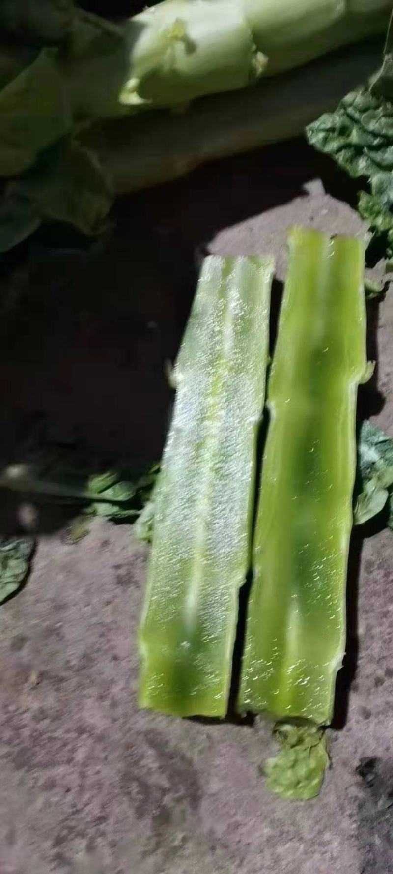 三青莴笋种子圆叶耐寒青皮青肉四青莴笋种子