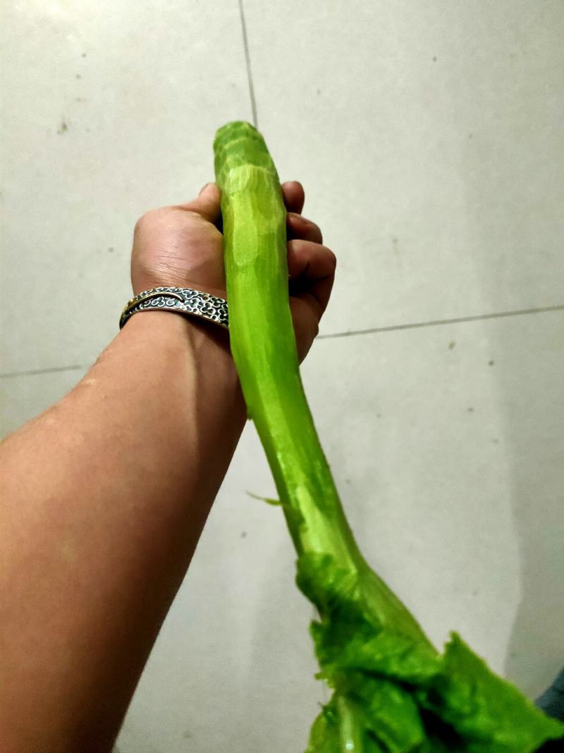 三青莴笋种子圆叶耐寒青皮青肉四青莴笋种子