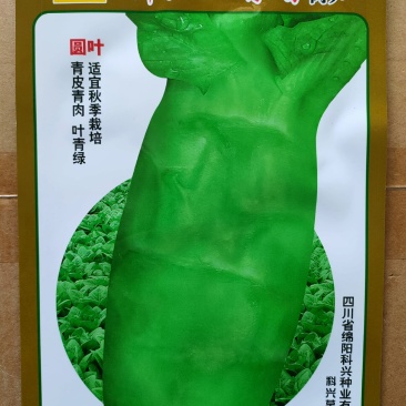 三青莴笋种子圆叶耐寒青皮青肉四青莴笋种子