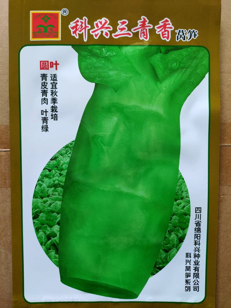 三青莴笋种子圆叶耐寒青皮青肉四青莴笋种子