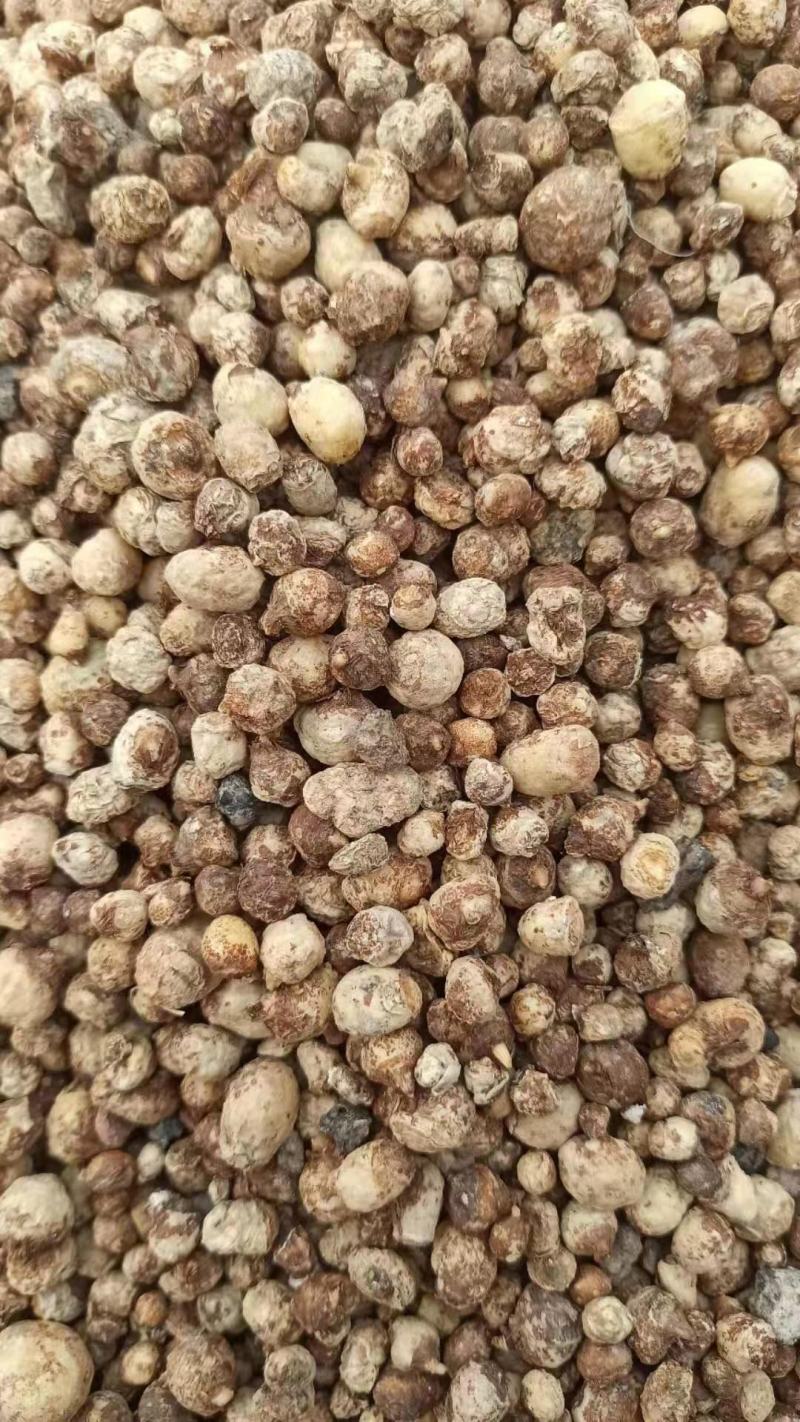 旱半夏种球