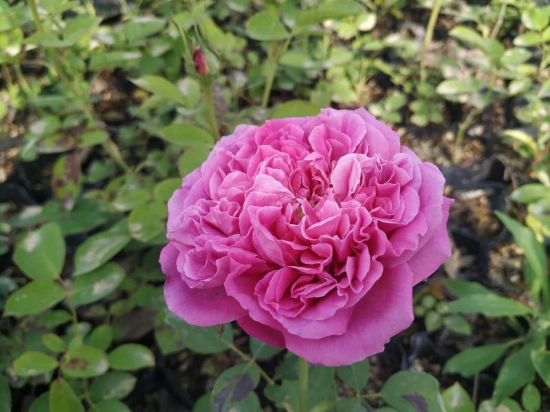 盆栽欧月月季花
