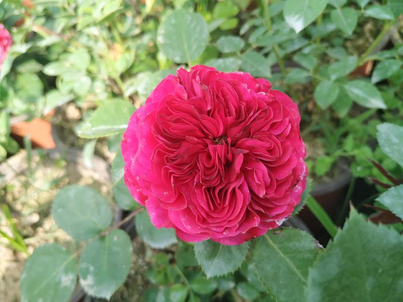 盆栽欧月月季花