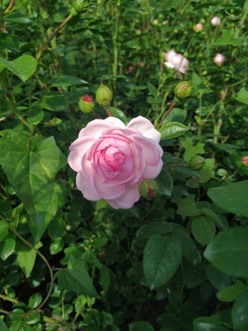 盆栽欧月月季花