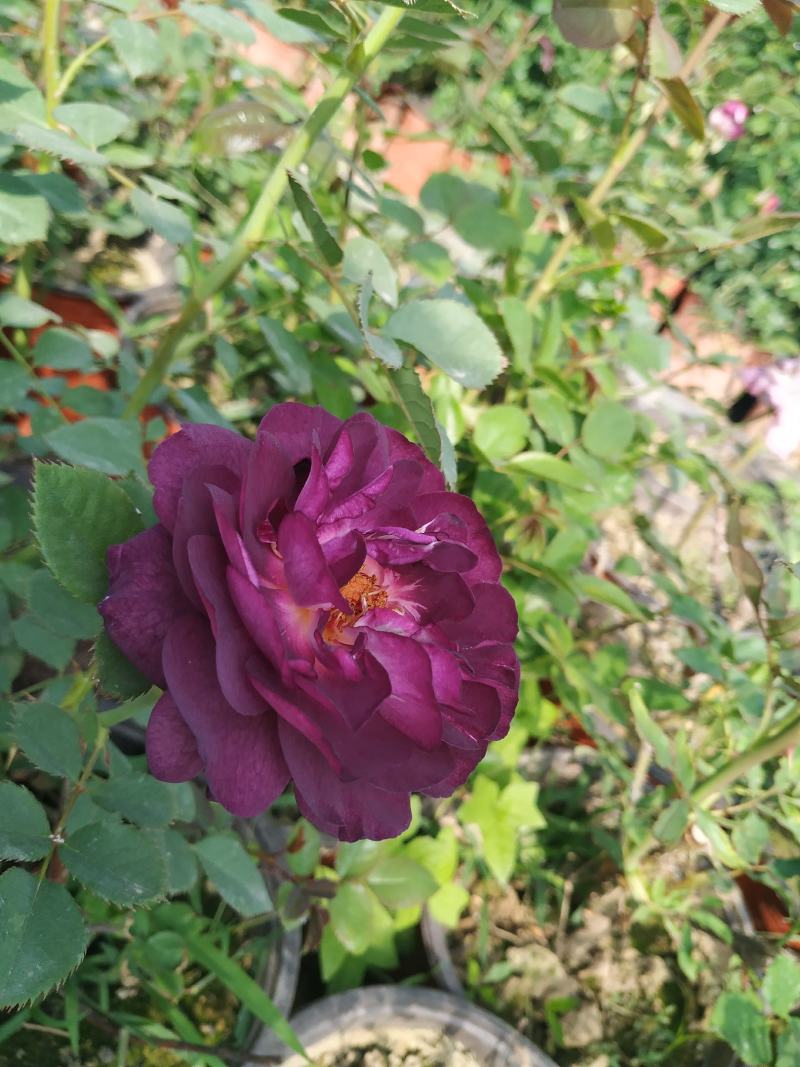 盆栽欧月月季花