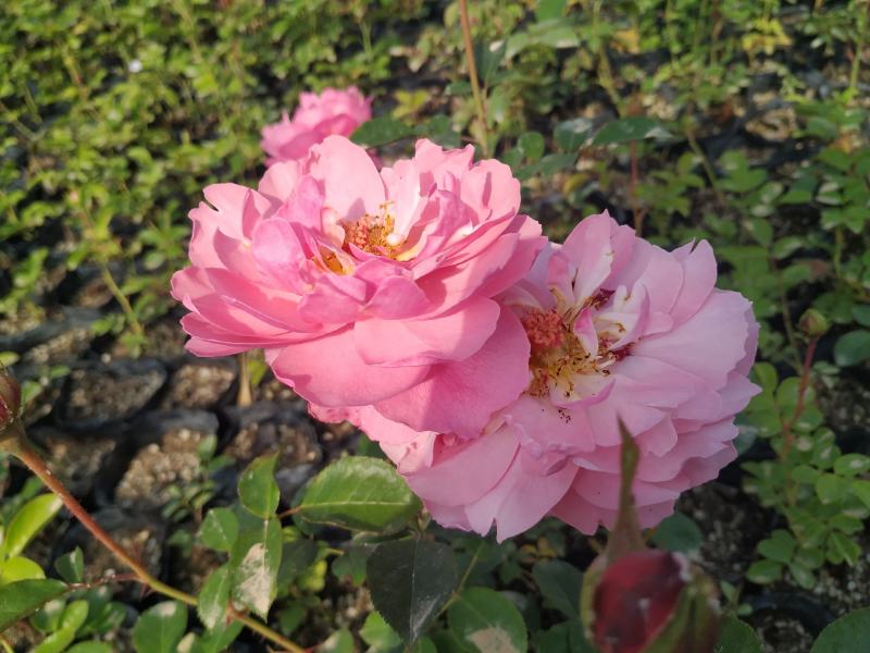 盆栽欧月月季花