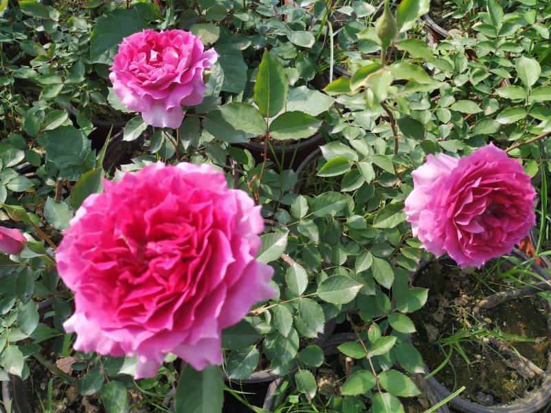 盆栽欧月月季花