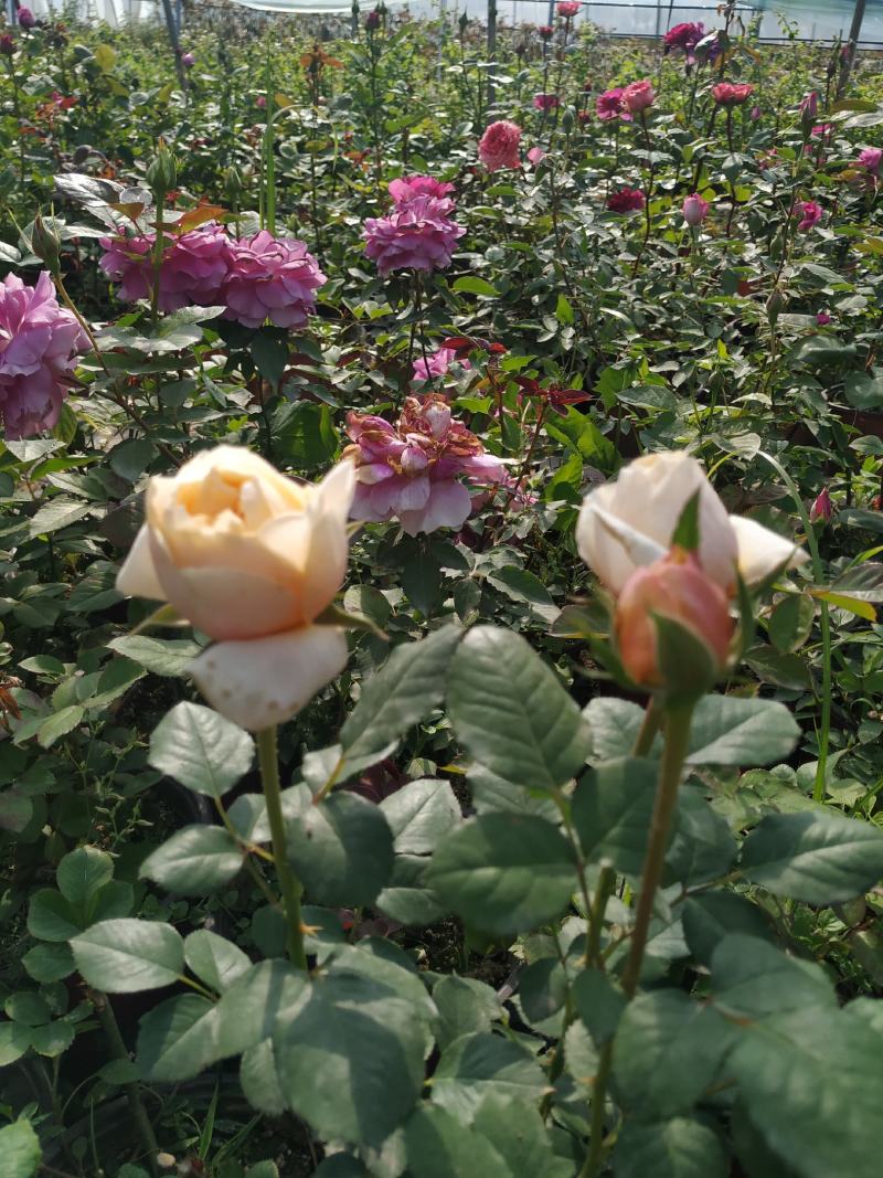 盆栽欧月月季花