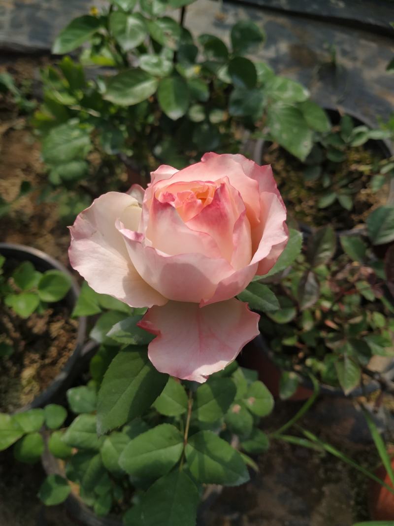 盆栽欧月月季花