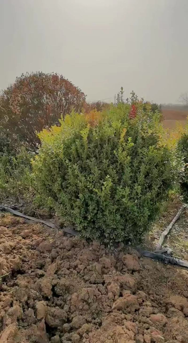 瓜子黃楊各種規格精品黃楊各種規格小毛球歡迎新朋友