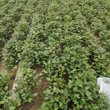 河南开封脱毒红薯苗基地厂家批发高淀粉红薯苗