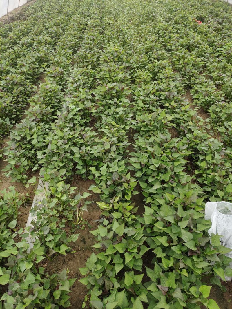 河南开封脱毒红薯苗基地厂家批发高淀粉红薯苗