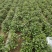 河南开封脱毒红薯苗基地厂家批发高淀粉红薯苗