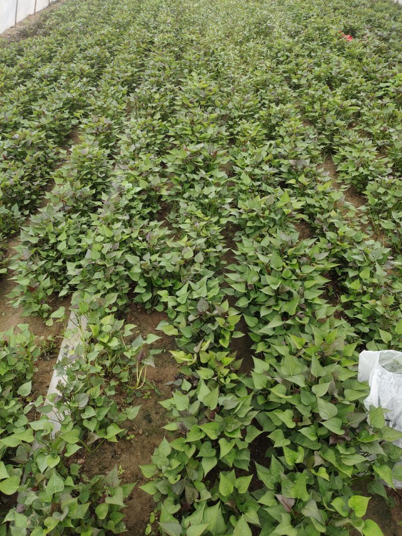河南开封脱毒红薯苗基地厂家批发高淀粉红薯苗