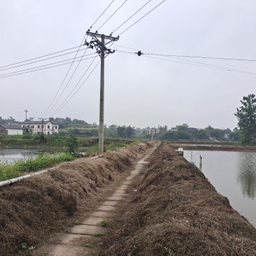 150亩虾塘转让