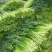 全国代发，红帽蒜苔，蒜薹，长60-80公分，价格随行就市