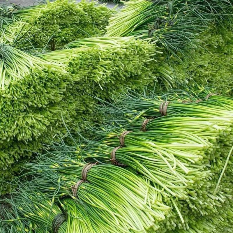 全国代发，红帽蒜苔，蒜薹，长60-80公分，价格随行就市