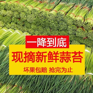 全国代发，红帽蒜苔，蒜薹，长60-80公分，价格随行就市