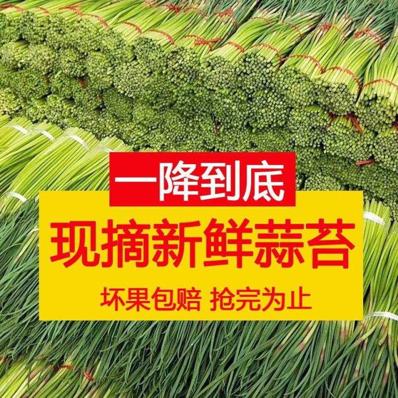 全国代发，红帽蒜苔，蒜薹，长60-80公分，价格随行就市