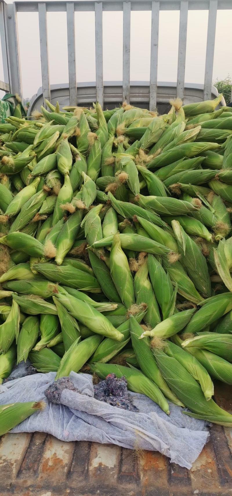 云南水果玉米一件代发甜脆玉米电商代发保质保量包售后