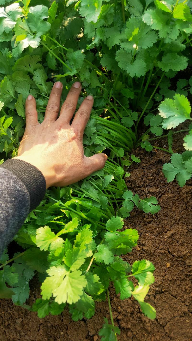 贵州贵阳本地香菜大叶香菜小叶香菜