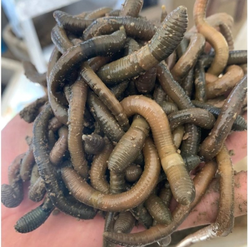 自己养的蚯蚓，优质种苗，钓鱼必备蚯蚓，饵料，可钓各种大鱼