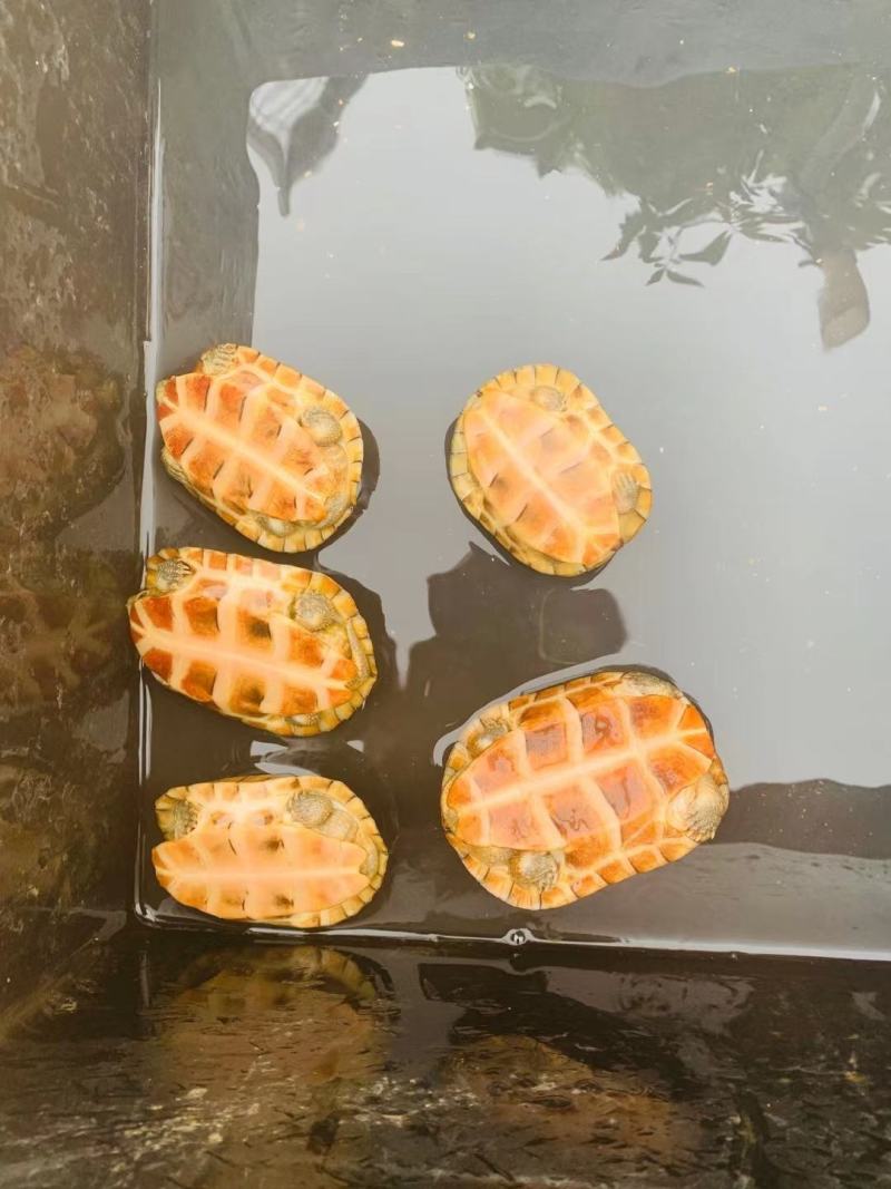 5只，健康全品，纯牙，看上私