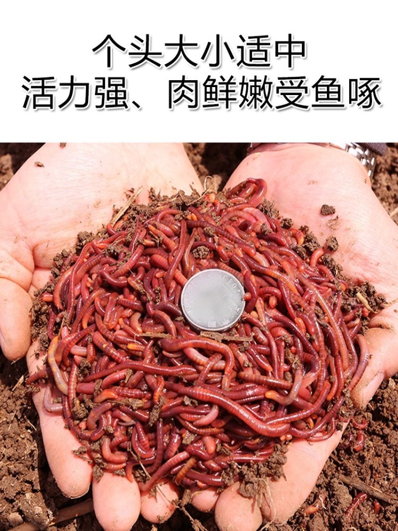 自己养的蚯蚓，优质种苗，钓鱼必备蚯蚓，饵料，可钓各种大鱼