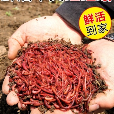自己养的蚯蚓，优质种苗，钓鱼必备蚯蚓，饵料，可钓各种大鱼