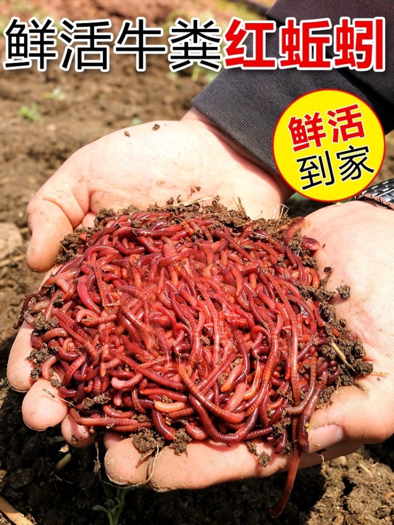 自己养的蚯蚓，优质种苗，钓鱼必备蚯蚓，饵料，可钓各种大鱼