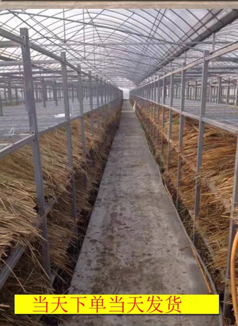 自己养的蚯蚓，优质种苗，钓鱼必备蚯蚓，饵料，可钓各种大鱼
