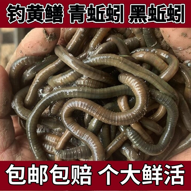 自己养的蚯蚓，优质种苗，钓鱼必备蚯蚓，饵料，可钓各种大鱼