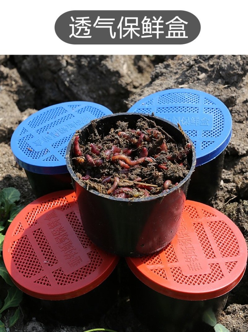 自己养的蚯蚓，优质种苗，钓鱼必备蚯蚓，饵料，可钓各种大鱼