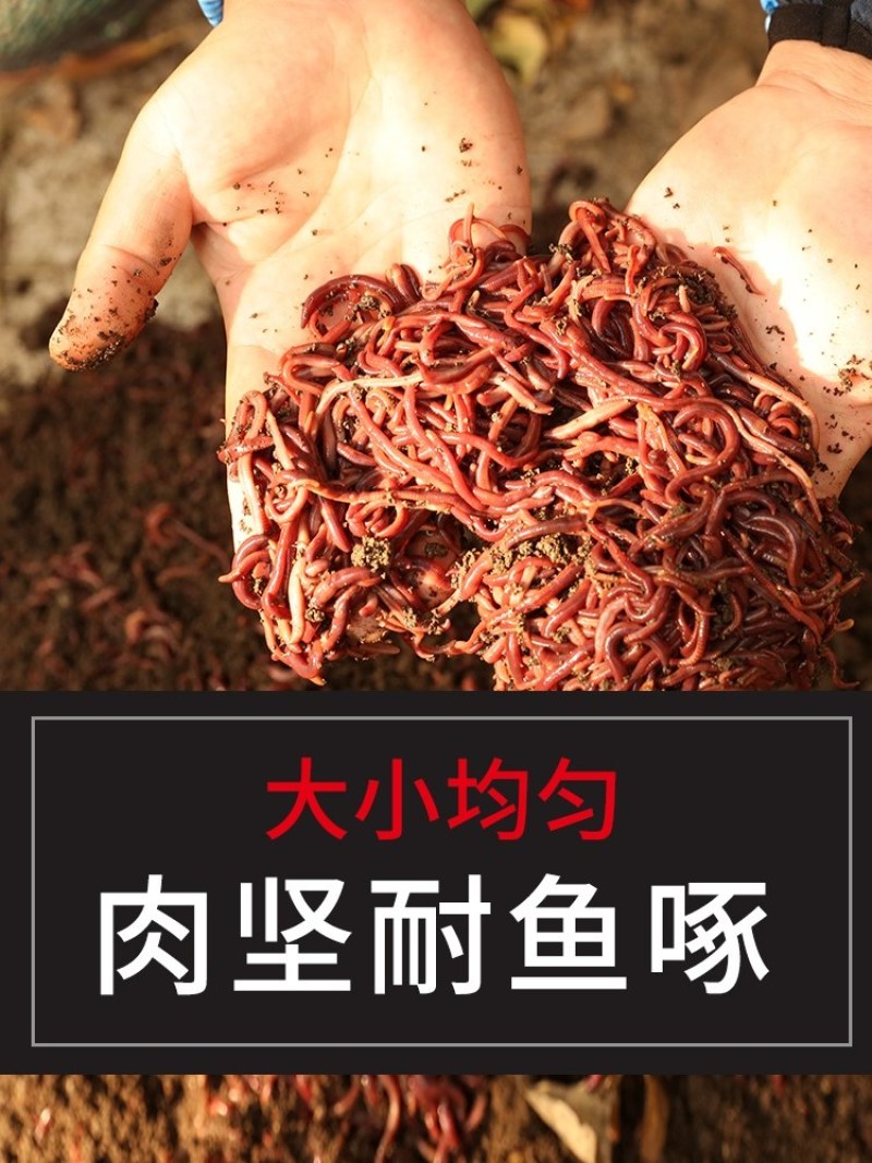 自己养的蚯蚓，优质种苗，钓鱼必备蚯蚓，饵料，可钓各种大鱼