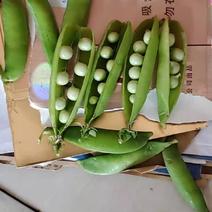 湖北青豌豆，基地直供，一手货源，支持视频