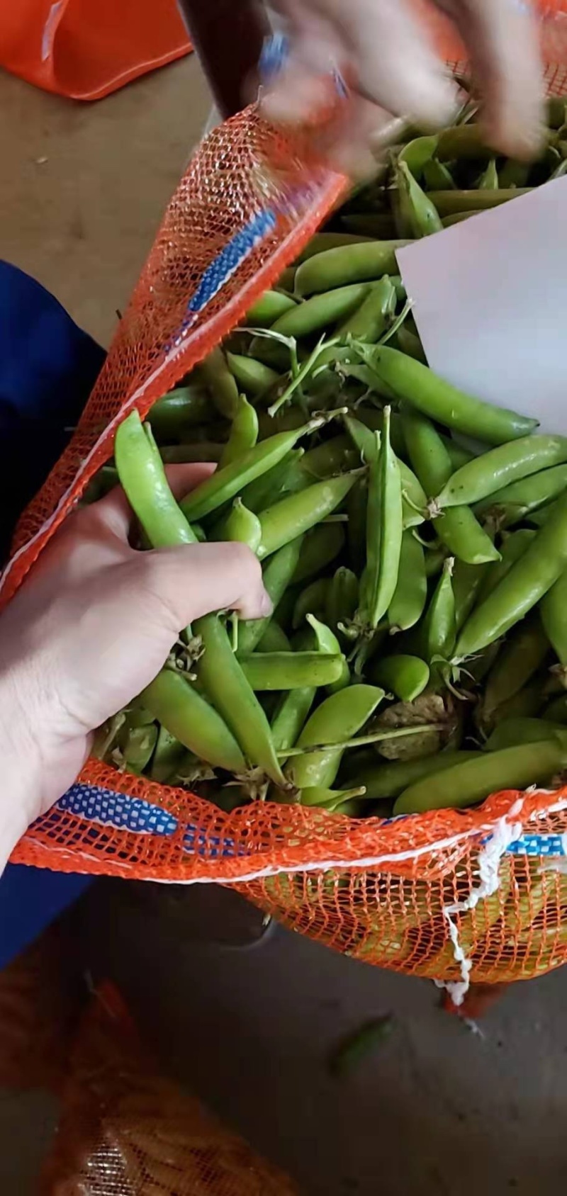湖北青豌豆，基地直供，一手货源，支持视频在线看货