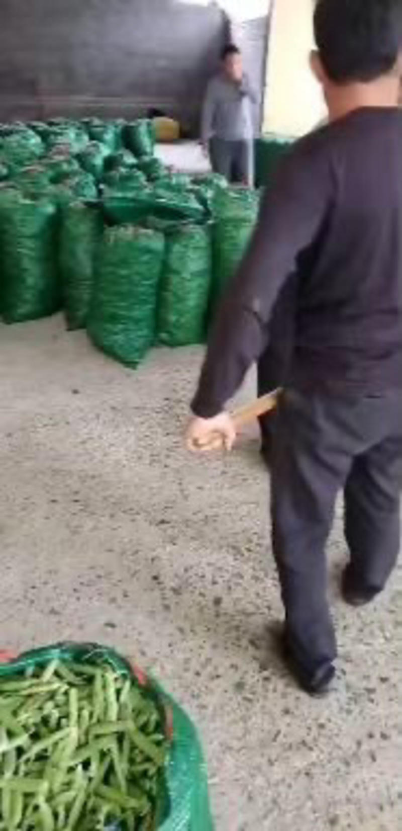 湖北青豌豆，基地直供，一手货源，支持视频在线看货