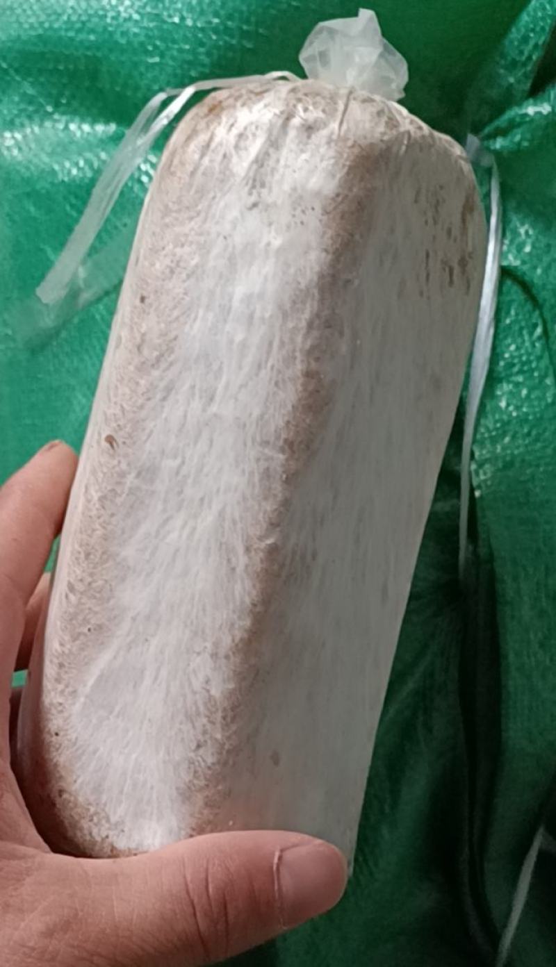 茯苓菌种粮食多分量足产量高质量保证大量收购鲜茯苓