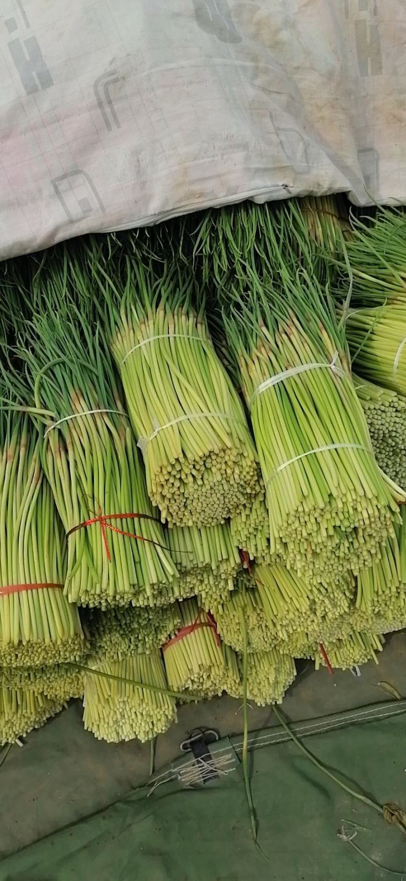 河南新鲜蒜苔大量上市，各种规格请电话咨询