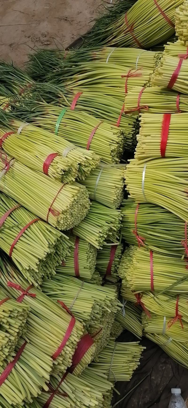 河南新鲜蒜苔大量上市，各种规格请电话咨询