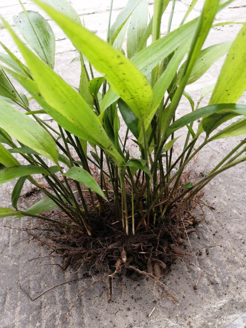 淡竹叶重庆淡竹叶药材淡竹叶大量提供