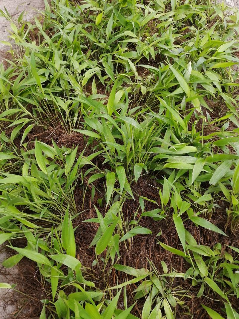 淡竹叶重庆淡竹叶药材淡竹叶大量提供
